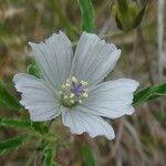 Monsonia angustifolia Flor