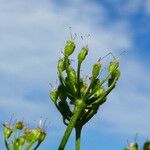 Pimpinella saxifraga Fruit