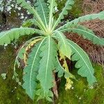 Sonchus daltonii Leaf