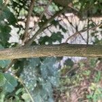 Escallonia illinita বাকল