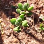 Crassula rogersii Hoja