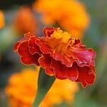 Tagetes erecta Flower