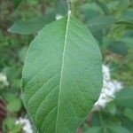 Pavetta indica Leaf