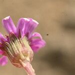 Senecio varicosus Flower