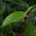 Tradescantia schippii Altro