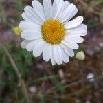 Leucanthemum ircutianum Квітка