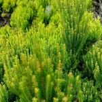 Erica azorica Fuelha