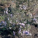 Rhododendron hippophaeoides Hábitos