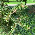 Torreya nucifera 叶