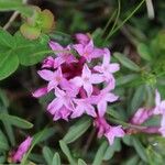 Daphne striata Flower