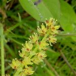 Tofieldia calyculata Flower