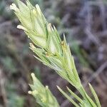 Crucianella angustifolia പുഷ്പം
