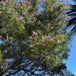 Chilopsis linearis Flower