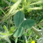 Trifolium hirtum 葉