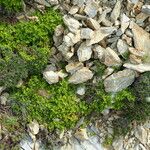 Polycarpon polycarpoides Libunga