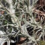 Tillandsia paleacea Yaprak