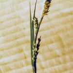 Carex laxiflora Ovoce