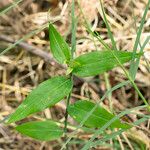 Commelina erecta Leaf
