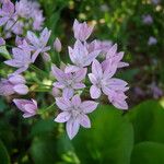 Allium unifolium 花