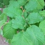 Corylus cornuta List