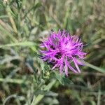 Centaurea jaceaFlors