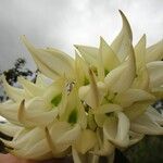 Arthroclianthus angustifolius Flower