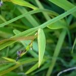 Aristea ecklonii Leaf