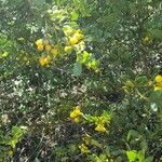 Acacia anceps Характер