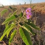 Solanum campylacanthum 整株植物