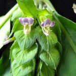 Justicia refractifolia Otro