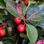 Gaultheria procumbens Frucht