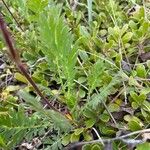 Geum triflorum Liść