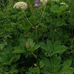 Imperatoria ostruthium Likasa
