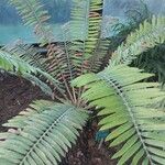 Encephalartos pterogonus पत्ता