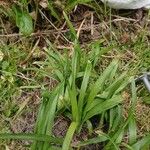 Carex plantaginea 叶