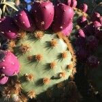 Opuntia aciculata List