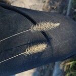 Setaria viridis Fruto