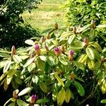 Rhododendron ponticum Alkat (teljes növény)