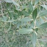 Maytenus boaria Hoja