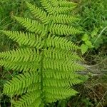 Athyrium filix-femina 葉