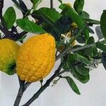 Citrus medica 葉
