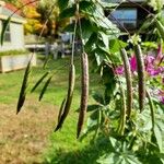 Cleome spinosa 果