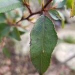 Pyrus pashia Blad