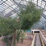 Euphorbia arahaka Habit
