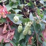 Humulus lupulus Vrucht