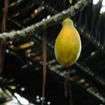 Carica papaya Fruit