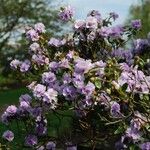 Rhododendron hippophaeoides Hábitos