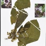 Aoranthe nalaensis Other