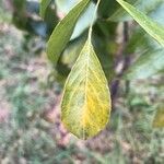 Bolusanthus speciosus 叶