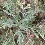 Artemisia thuscula Leaf